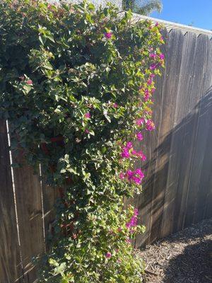 Ventura Landscape and Tree Service