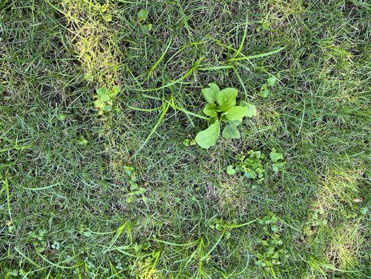 Untreated weeds the entire spring and summer.