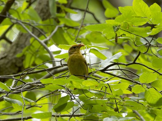 Summer Tanager