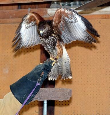 A Falcon flapping its powerful wings during one of our exciting falconry programs.