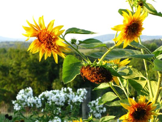 Organic sunflowers in our cutting garden.