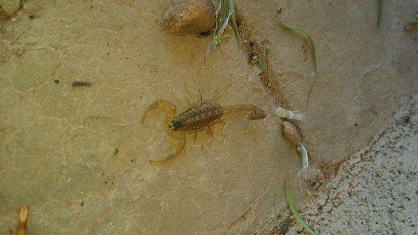 These are the most common type of Scorpion we have here around Alamogordo area.
It feels like a hot pin sticks you when they sting you.