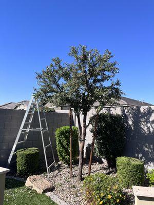 Trimming tree! Was overgrowing and shaped it up!