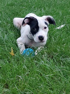 Puppy Playtime!