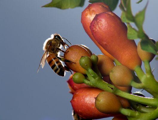 Honey Bee Rescue