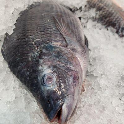 It's all in the eyes at Utica Fish Market