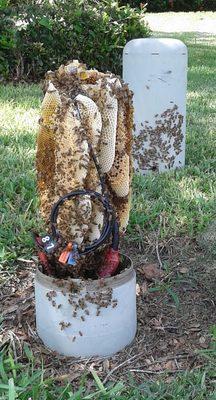 Bees can build in telecom / cable boxes