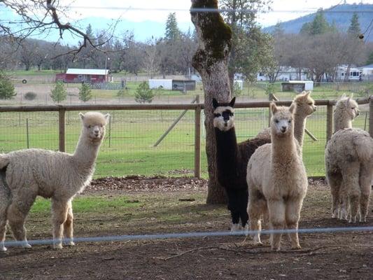 Male alpacas