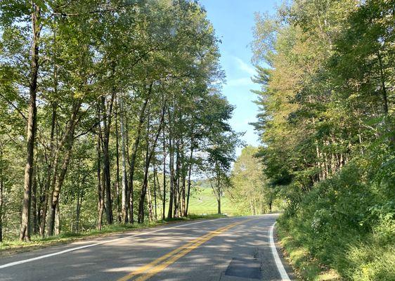 Road through the park