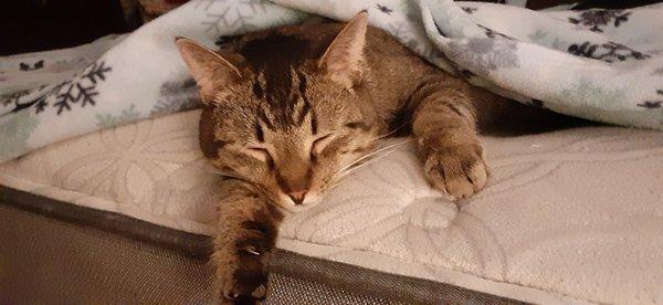 Gatsby, dreaming of a White Mouse-mas. He's a beautiful, very friendly Tabby boy. He's formerly Mr. Man.