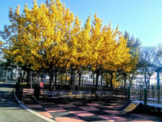 Lefferts playground