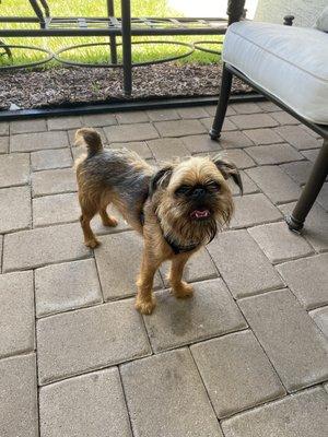 My buddy Axel is always happy to see everyone at Animal Healthcare Center!