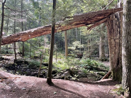 Tree hit by lightning