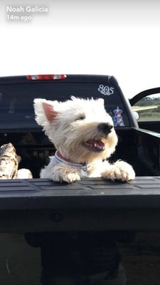 Happy dog after a groom!