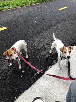 Pups enjoying the trail