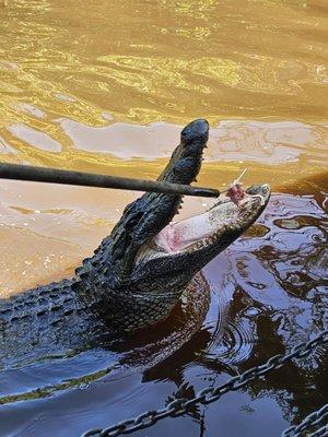 Feeding Gator