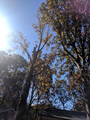 Tree climbing