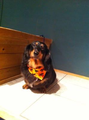 Doc - a beautiful longhair doxie