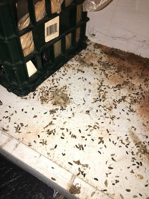 Mice droppings