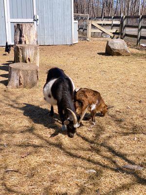 Little goats on the property