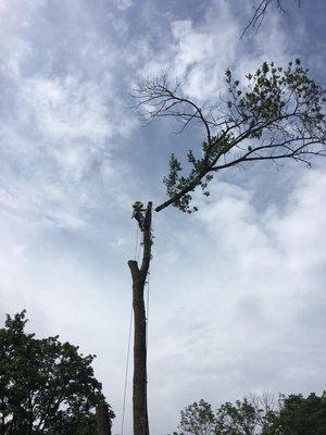 Removal of a dead Ash tree in Collegeville, PA.