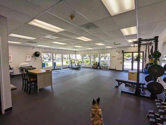 Our PT pup, Milo, ready to help patients with their exercises.