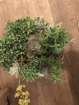 Succulent arrangement