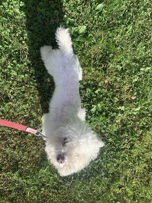 Partially groomed after cutting his leg with the shearing tool.