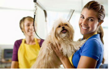 Emergency Veterinary Service in Chester, VA