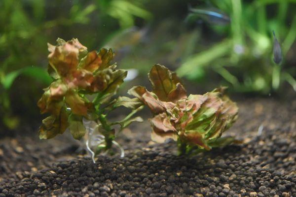 Ludwigia sphaerocarpa 'Mini'