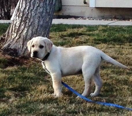 Puppy sitting CJ