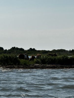 Assateague horses from afar.