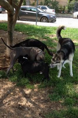 Oreo's dog aggression is under control thanks to Gregg.