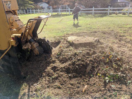 Large mound surrounding maple tree stump...