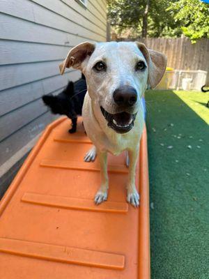 Gracie playing in the play yard