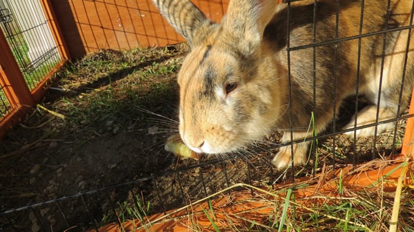 Smores our new boy bunny