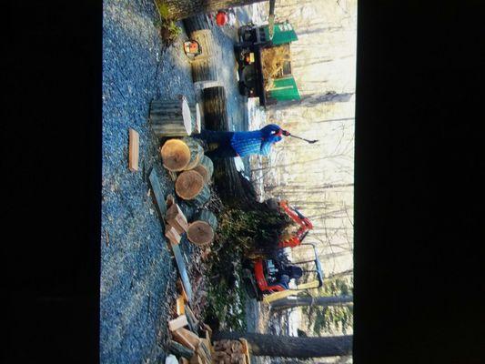 Removing tree and stump the block the enter home draway on 10 -20 -18