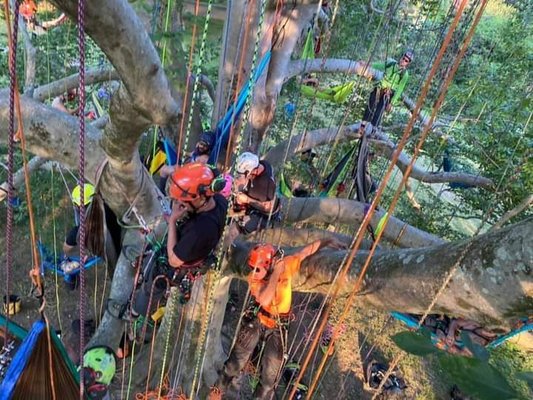 Was a part of setting a record in Williamsburg Virginia for the most climbers/hammocks in a tree at once.