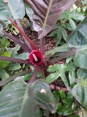 Cute little flower by the koy pond in the front.