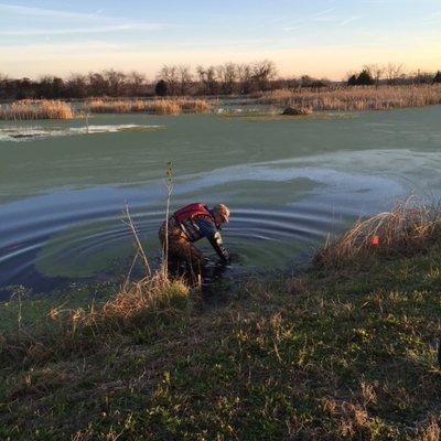 Muskrat trapping