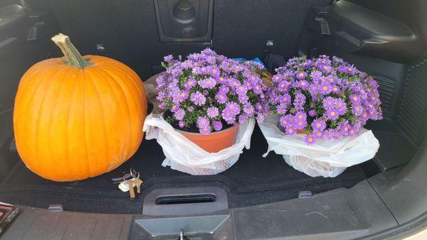 Large pumpkin and beautiful Asters