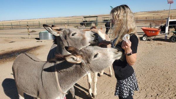 Longhopes Donkey Shelter