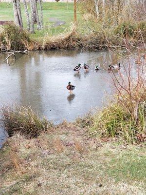 Ducks on frozen pond