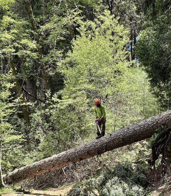 Bucking a large pine after felling