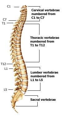 How is your spine?