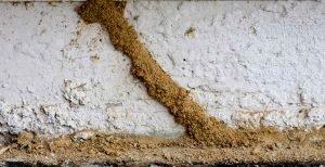 Termite Mud Tube on Foundation