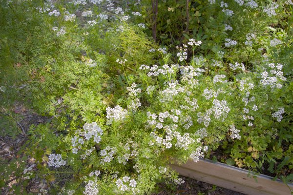 Cilantro on the farm