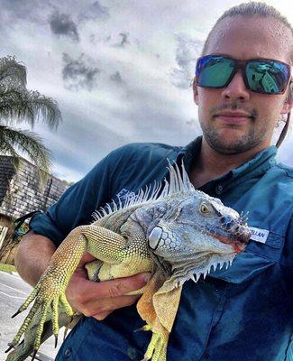 Iguana Removal