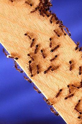 Carpenter ants do not eat wood. they can live in your home and destroy it from the inside