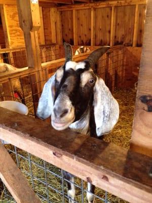 One of the goats in the barn